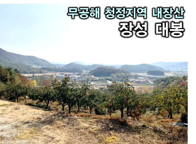 대천사가 키우고 청년들이 수확한 전라남도 장성 대봉 10KG