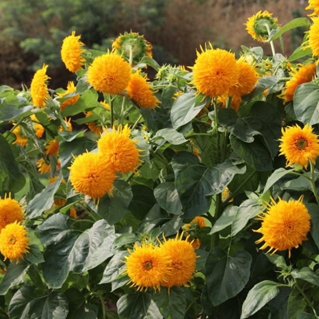 왜성테디베어 해바라기 100g 소량구매