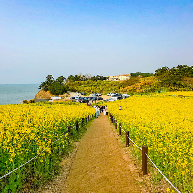 저온처리 완료 봄파종 국내산 유채 씨앗 1kg_ 관공서 납품용 종자