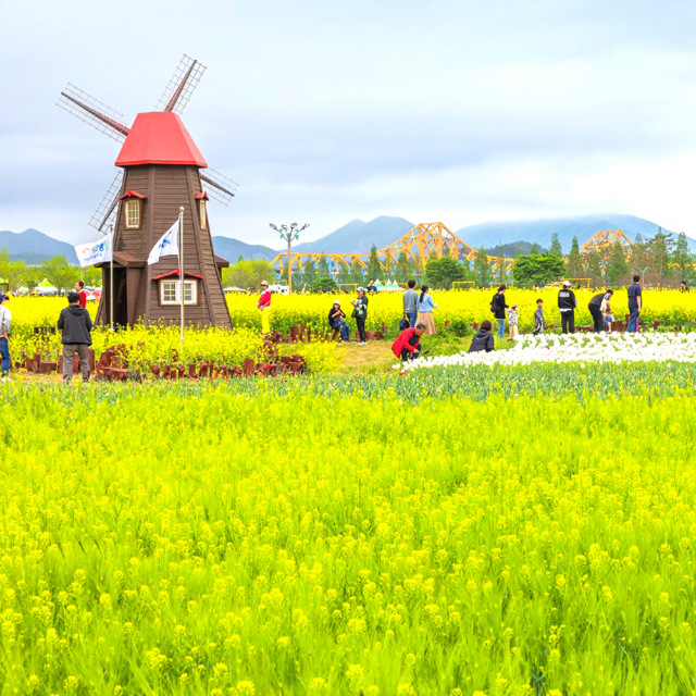 저온처리 완료 봄파종 국내산 유채 씨앗 1kg_ 관공서 납품용 종자