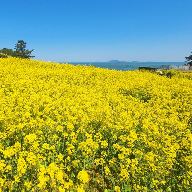저온처리 완료 봄파종 국내산 유채 씨앗 1kg_ 관공서 납품용 종자