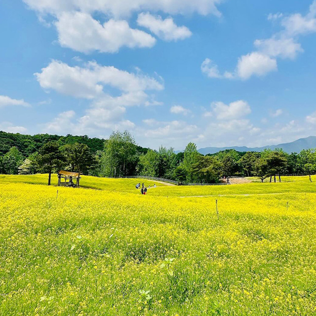 저온처리 완료 봄파종 국내산 유채 씨앗 1kg_ 관공서 납품용 종자
