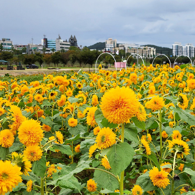 왜성테디베어 해바라기 100g 소량구매