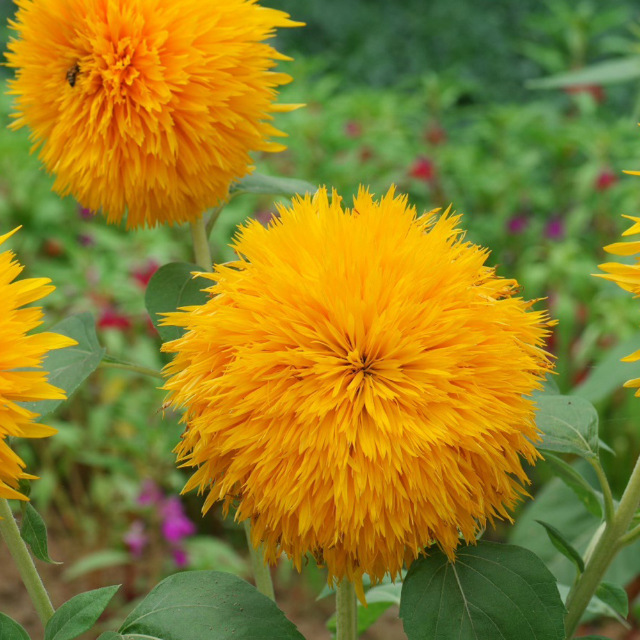 왜성테디베어 해바라기 100g 소량구매